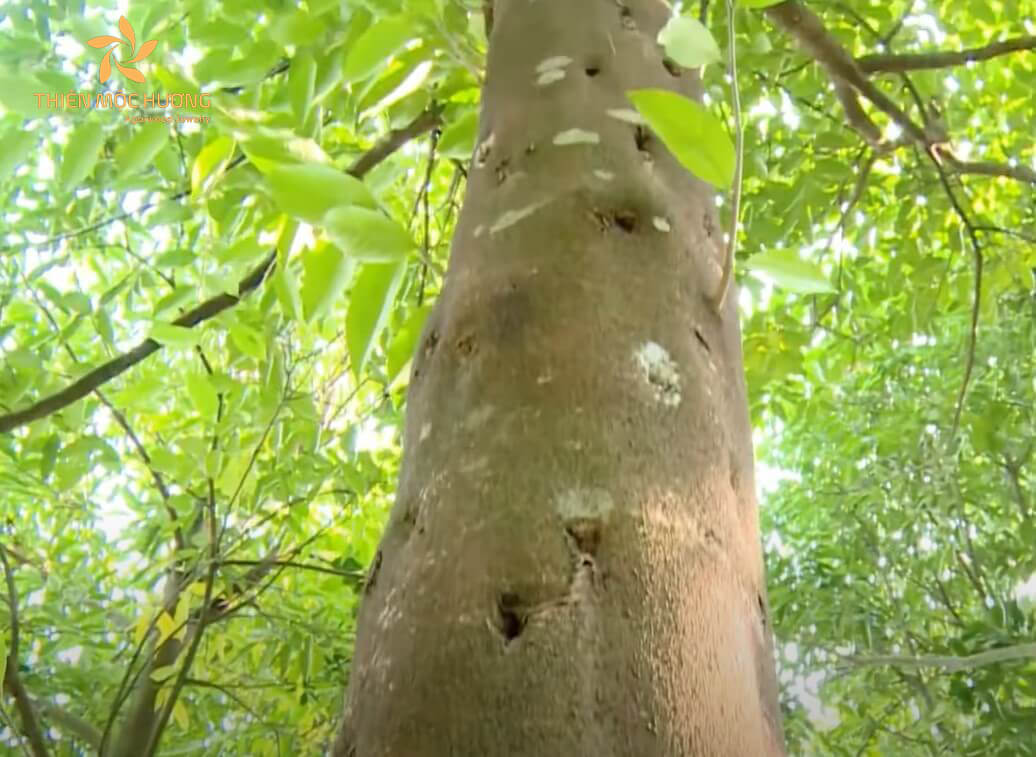4 cách nhận biết gỗ Trầm Hương thật giả, trầm hương tự nhiên nhân tạo