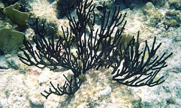 Cây dương biển san hô đen thuộc họ Antipathidae
