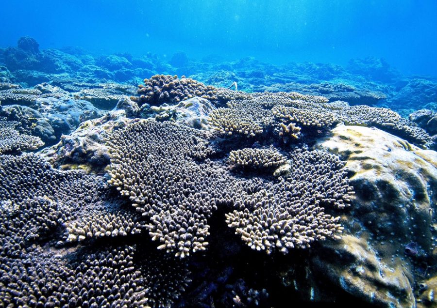 Được mệnh danh là san hô của vua (king’s coral) có màu vàng óng là dòng san hô lâu đời.