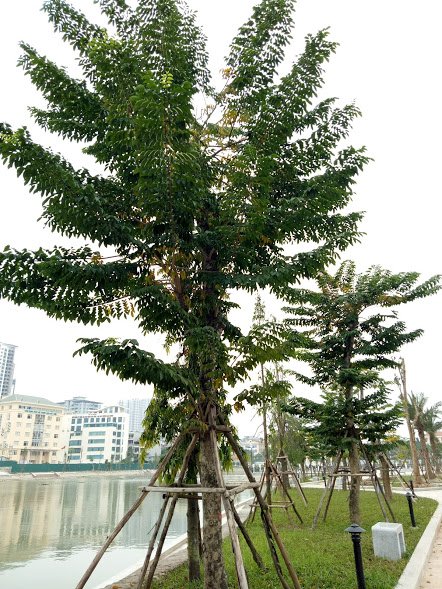 Ở Hà Nội loại cây này gắn liền với đời sống văn hóa lâu năm