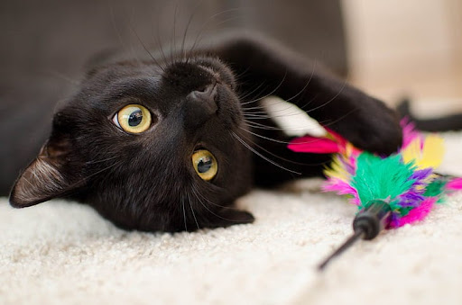 Mèo đen vào nhà có điềm báo gì?