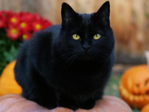 Mèo đen vào nhà theo quan niệm phương tây