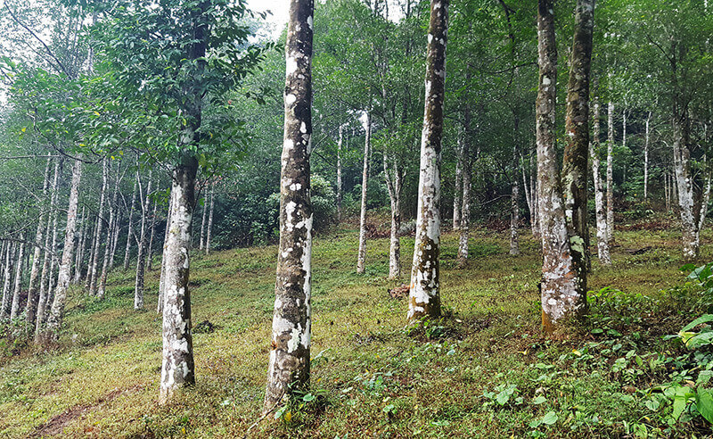 Cây trầm hương sống ở đâu? Đây là 1 loại gỗ quý thường có tại các khu rừng sâu. Trầm hương có giá trị rất cao vì là loại gỗ khó khai thác và mang trong mình rất nhiều các thuộc tính quý giá.
