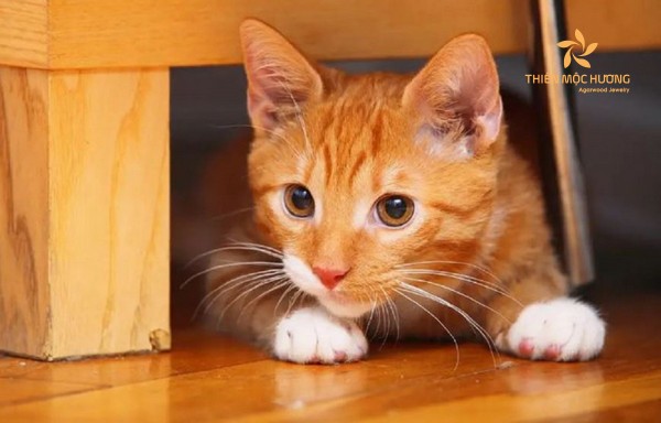Nằm mơ thấy mèo vàng vào nhà là điềm lành hay dữ?