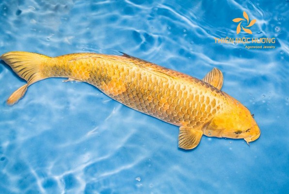 mơ thấy cá chép vàng