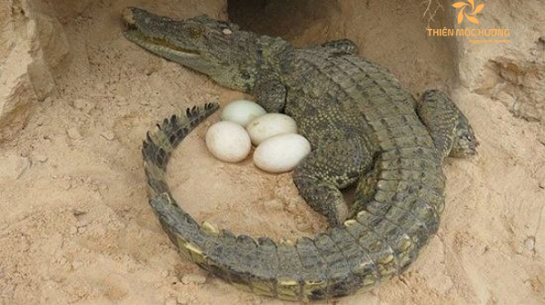 mơ thấy cá sấu đẻ trứng