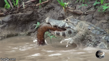 Mơ thấy cá sấu ăn mồi