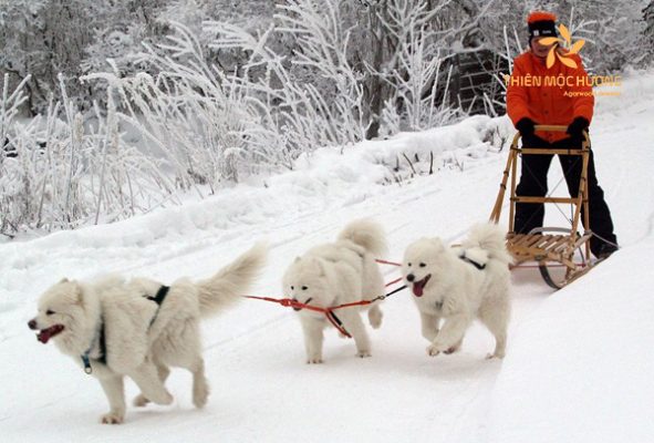 Nằm mơ thấy con chó trắng kéo xe trượt tuyết