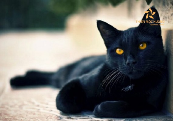 Nằm mơ thấy mèo đen và chó đen