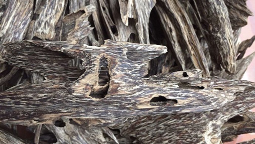 Cây trầm hương sống ở đâu? Đây là 1 loại gỗ quý thường có tại các khu rừng sâu. Trầm hương có giá trị rất cao vì là loại gỗ khó khai thác và mang trong mình rất nhiều các thuộc tính quý giá. 