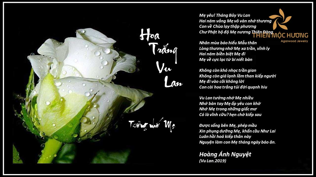 Những bài thơ hay về bông hồng trắng dành cho những người không còn gia đình
