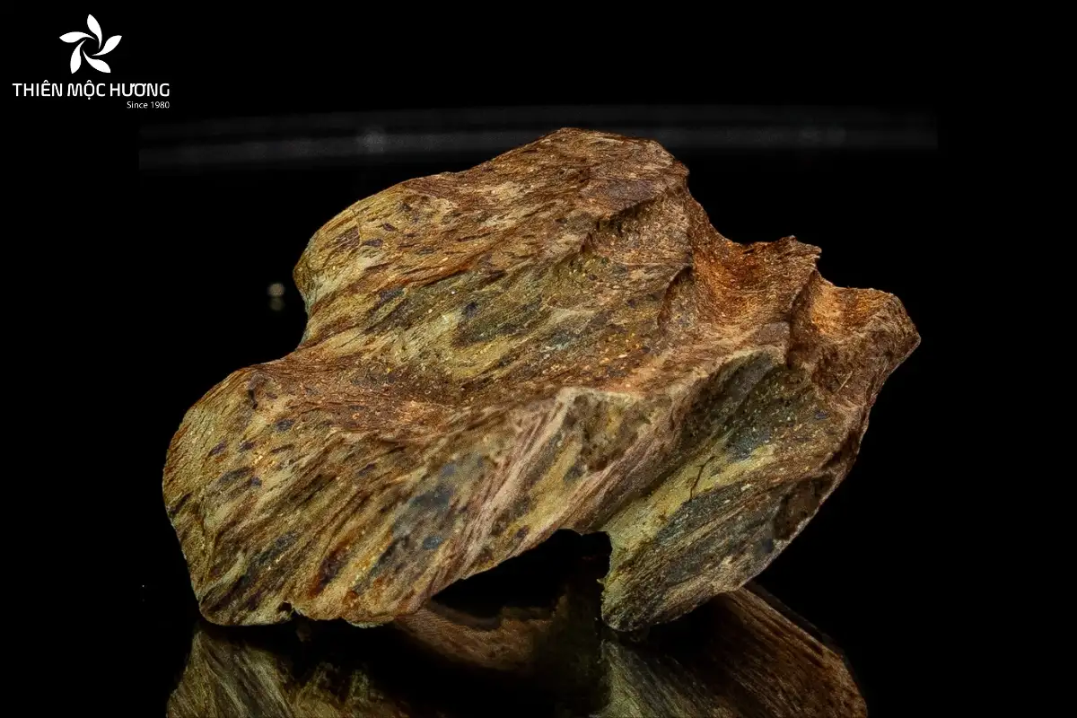 Kỳ nam là gỗ quý hình thành trong lõi cây Dó Bầu qua hàng chục năm, sở hữu hương thơm đặc trưng và giá trị có thể lên tới hàng chục tỷ đồng mỗi kilogam