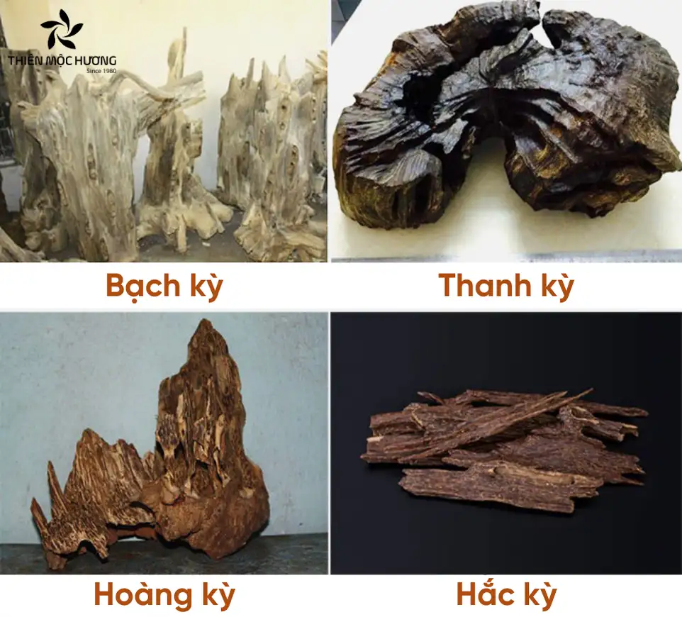 Bốn loại Kỳ nam phổ biến gồm hắc kỳ, bạch kỳ, thanh kỳ và hoàng kỳ, mỗi loại mang màu sắc, hương thơm và giá trị khác nhau, từ vài trăm triệu đến hàng chục tỷ đồng mỗi kilogam