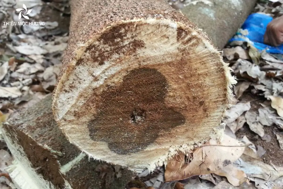 Kỳ nam là loại gỗ quý hiếm nhất trong nhóm trầm hương, được hình thành khi gỗ Dó Bầu tích tụ tinh dầu đến mức bão hòa, tạo nên thớ gỗ mềm, nhiều dầu và hương thơm đặc trưng