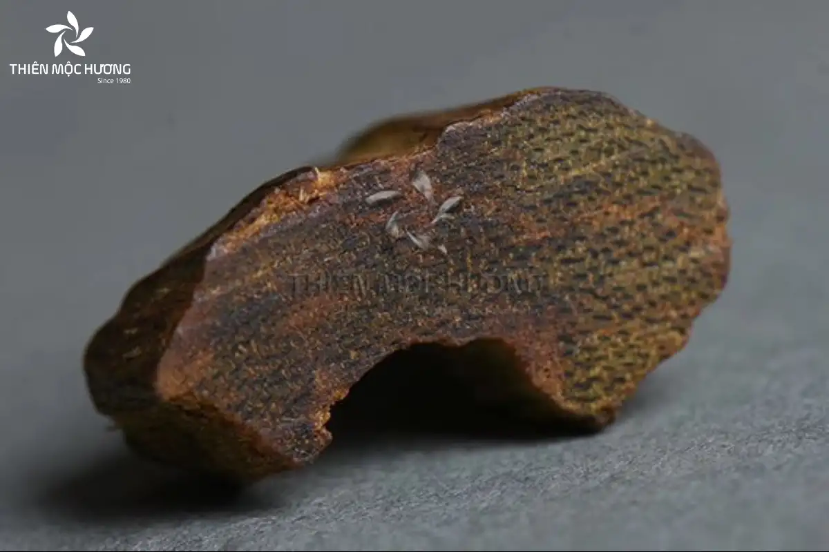 Kỳ nam vượt trội hơn trầm hương thông thường nhờ lượng tinh dầu dồi dào, hương thơm đậm sâu, kết cấu mềm đặc trưng và giá trị kinh tế vượt trội