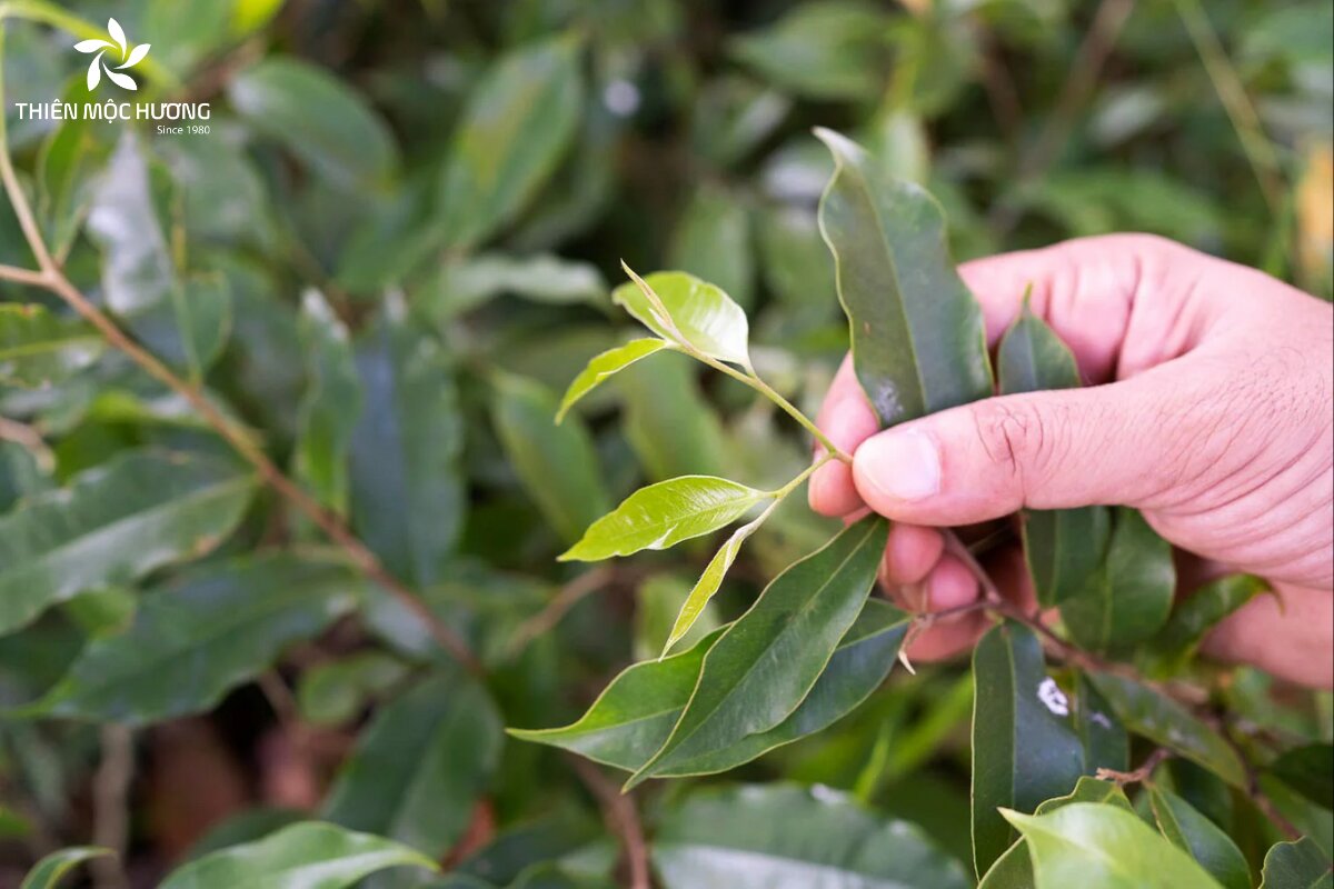 Người thu hái lá cây trầm hương cần làm sạch nhẹ nhàng rồi để lá khô tự nhiên dưới bóng mát hoặc ánh nắng nhẹ trước khi tiến hành sấy